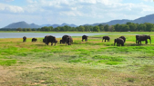 SRİ LANKA - Safari