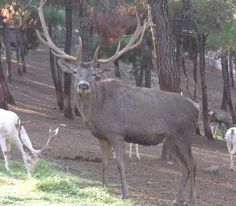 Gaziantep Doğal Yaşam Parkı