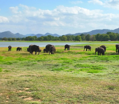 SRİ LANKA - Safari