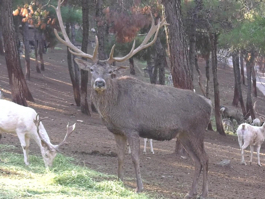 Gaziantep Doğal Yaşam Parkı