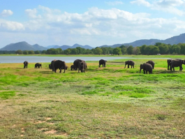 SRİ LANKA - Safari