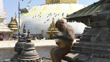 Çok Gezenti  Maymunlar Tapınağı