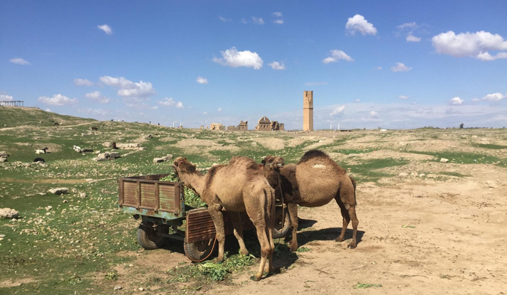 Bizim Ora: Şanlıurfa Foto Galeri