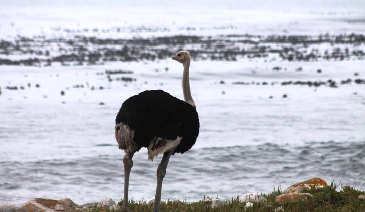 GÜNEY AFRİKA - Cape Town Foto Galeri 