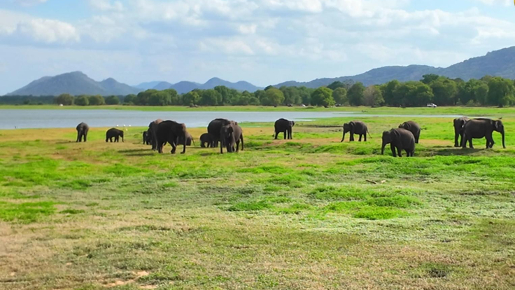 SRİ LANKA - Safari